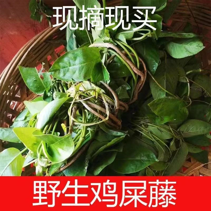 农村纯天然  现采新鲜鸡屎藤  野生臭藤 鸡矢藤