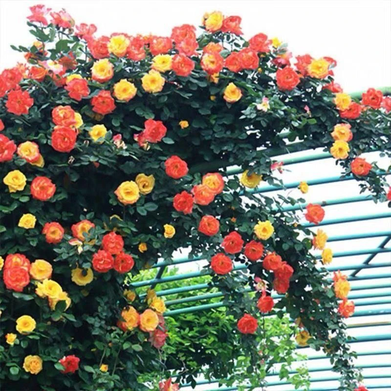 藤彩虹藤本月季花苗庭院爬藤盆栽植物四季蔷薇开花