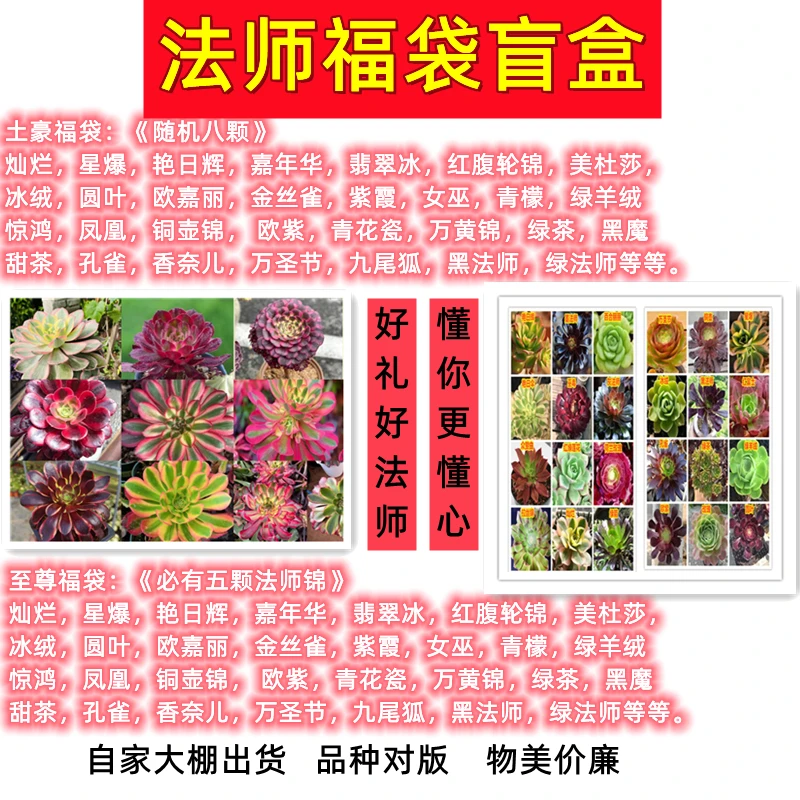 法师多肉植物套餐福袋盲盒精品法师组合