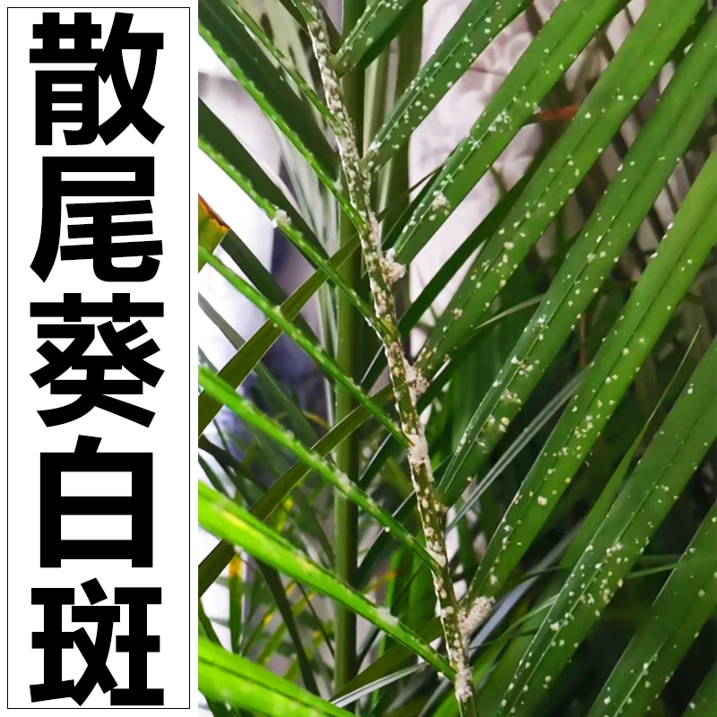 散尾葵叶子白点杆白色霉菌白絮白色蚧介壳虫紫葵白粉散尾葵病虫害