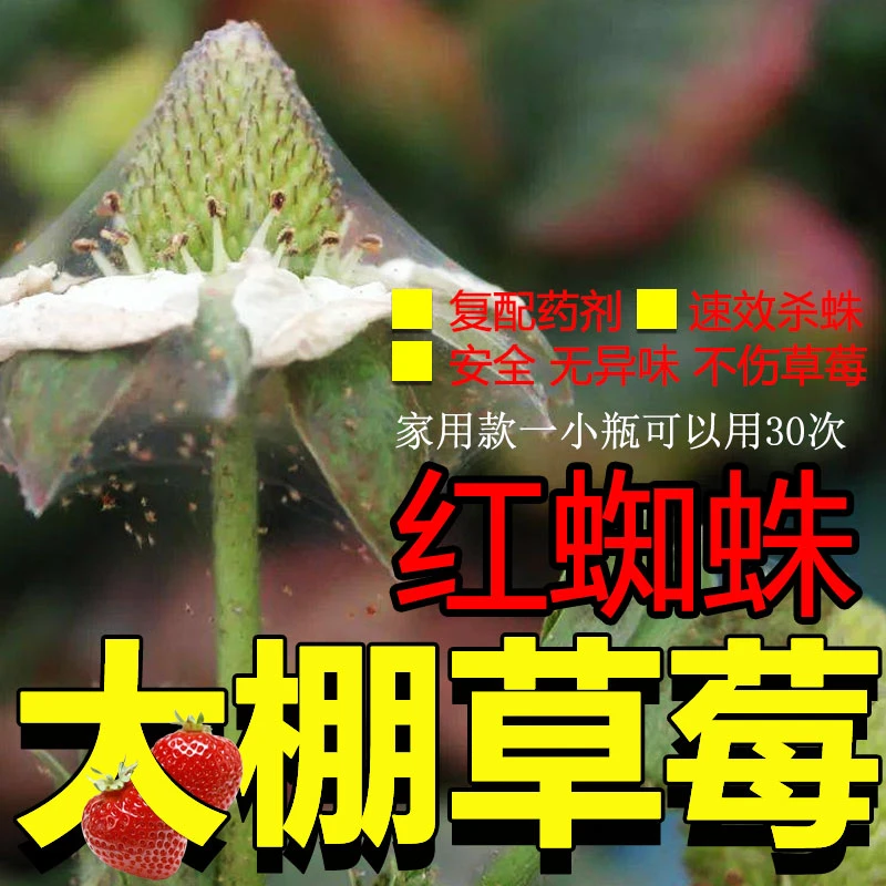 大棚草莓红白蜘蛛杀虫药联肼乙螨唑红蜘蛛专用药杀卵若幼螨除螨剂