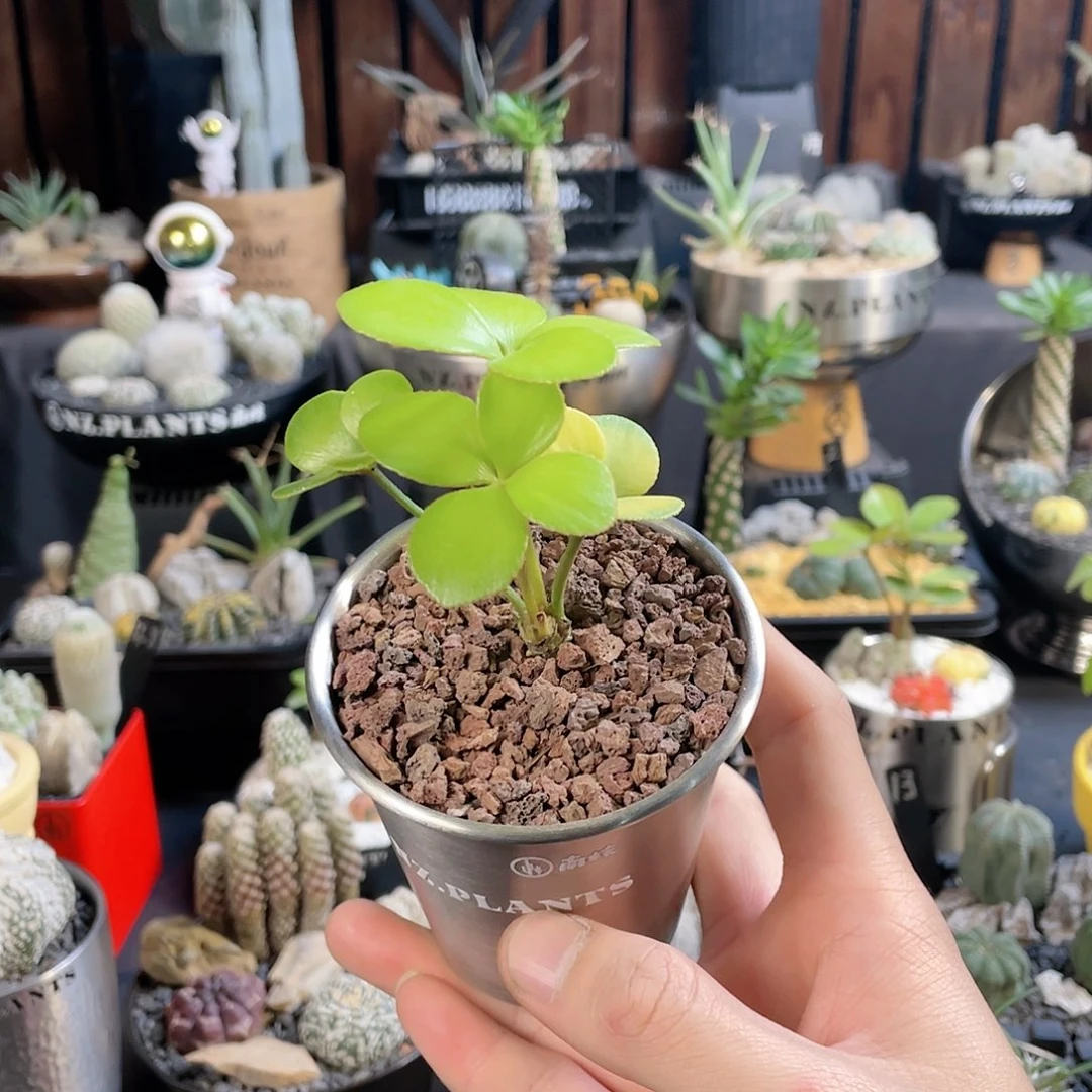 【闪购商品】幸运四叶草