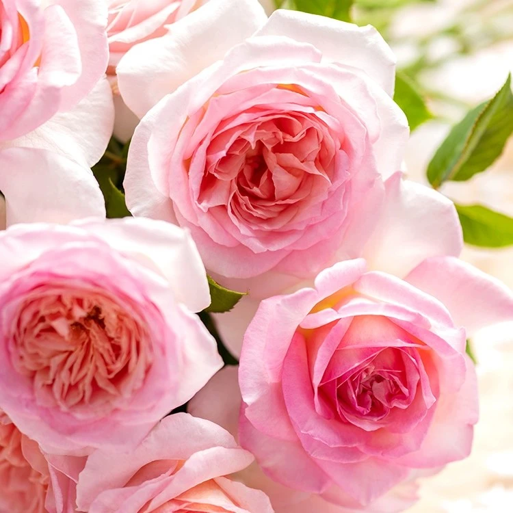 灌木月季 粉黛 多季浓香耐热阳台花卉植物盆栽玫瑰扦插花苗