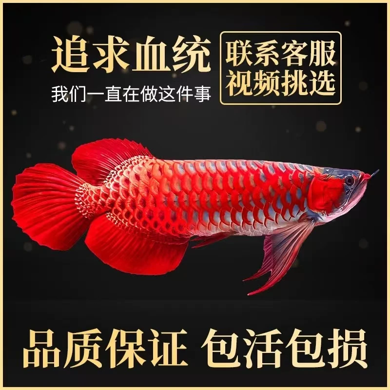 龙鱼幼苗观赏鱼金龙鱼过背金龙红龙鱼印尼辣椒红龙特价捡漏练手龙