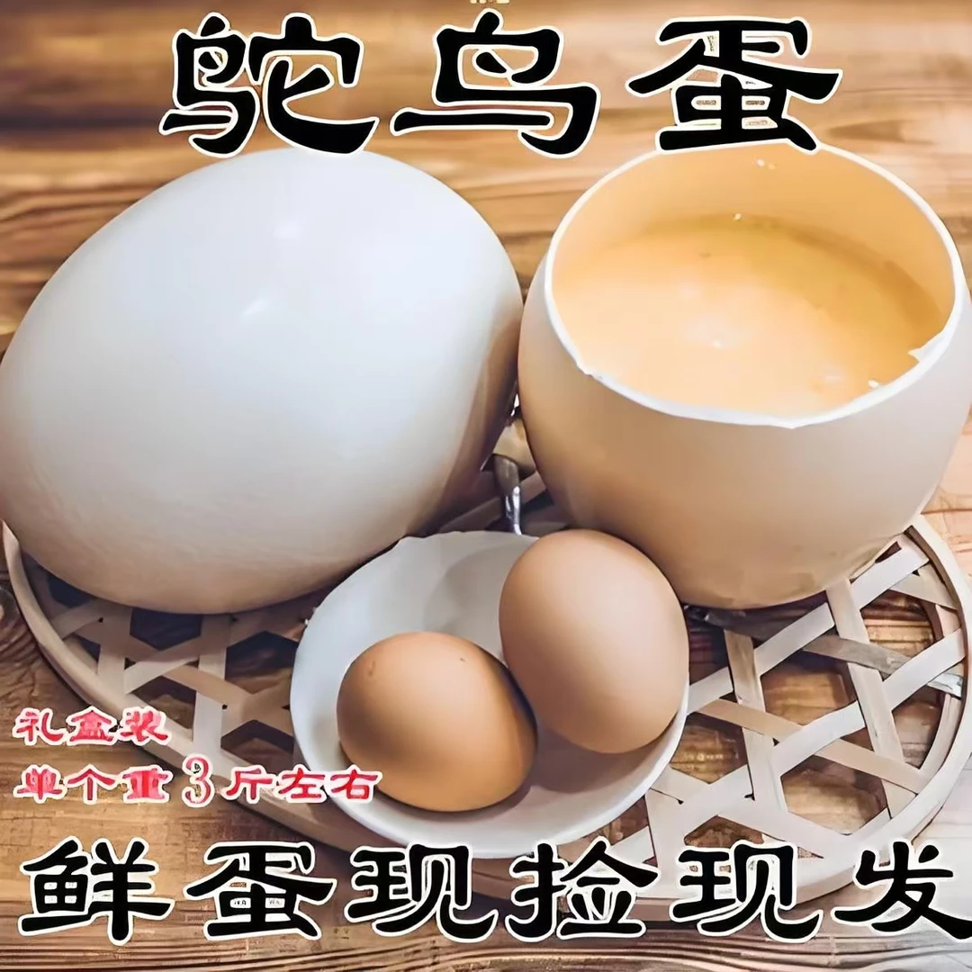 新鲜鸵鸟蛋，它一个三斤左右。