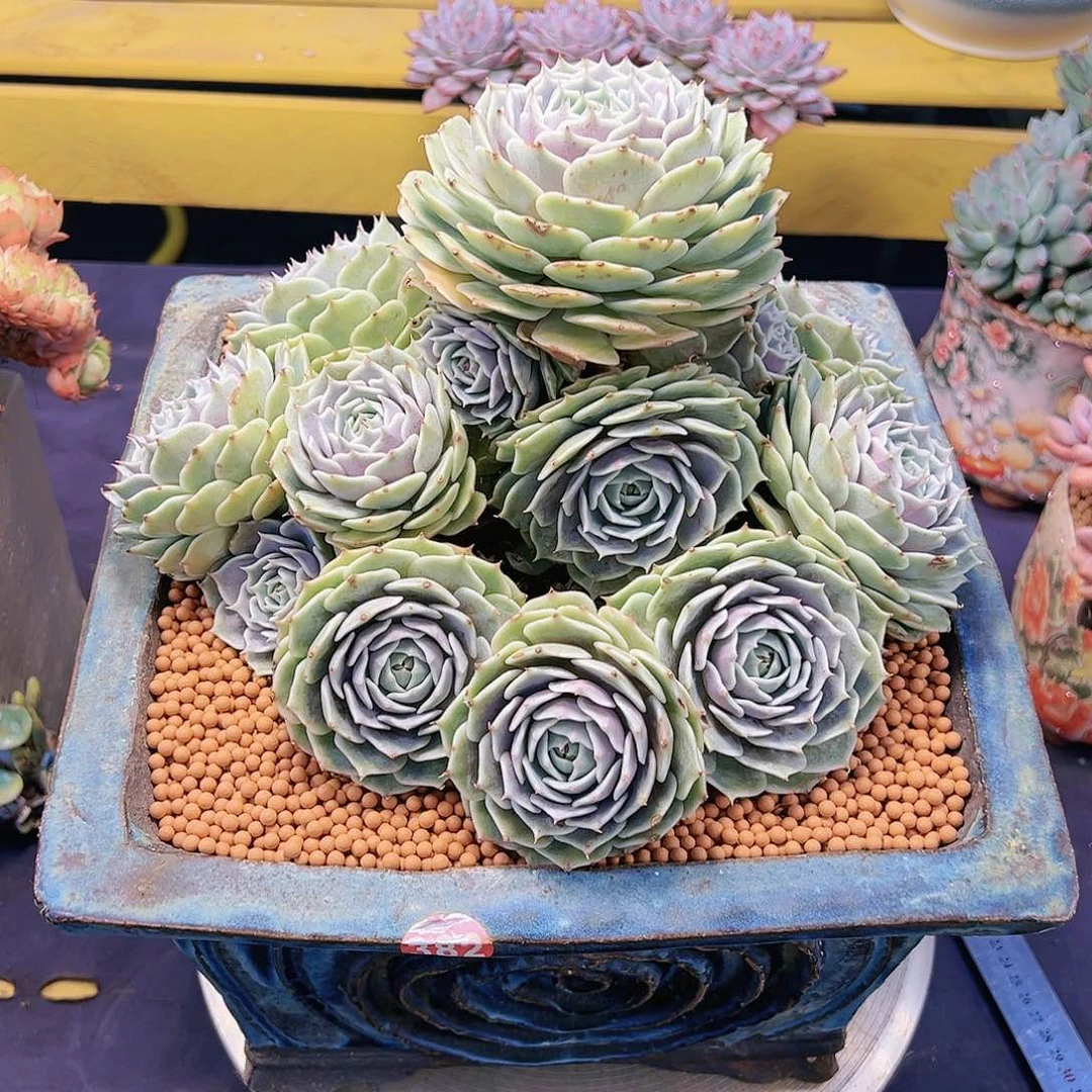 露娜连11111111111