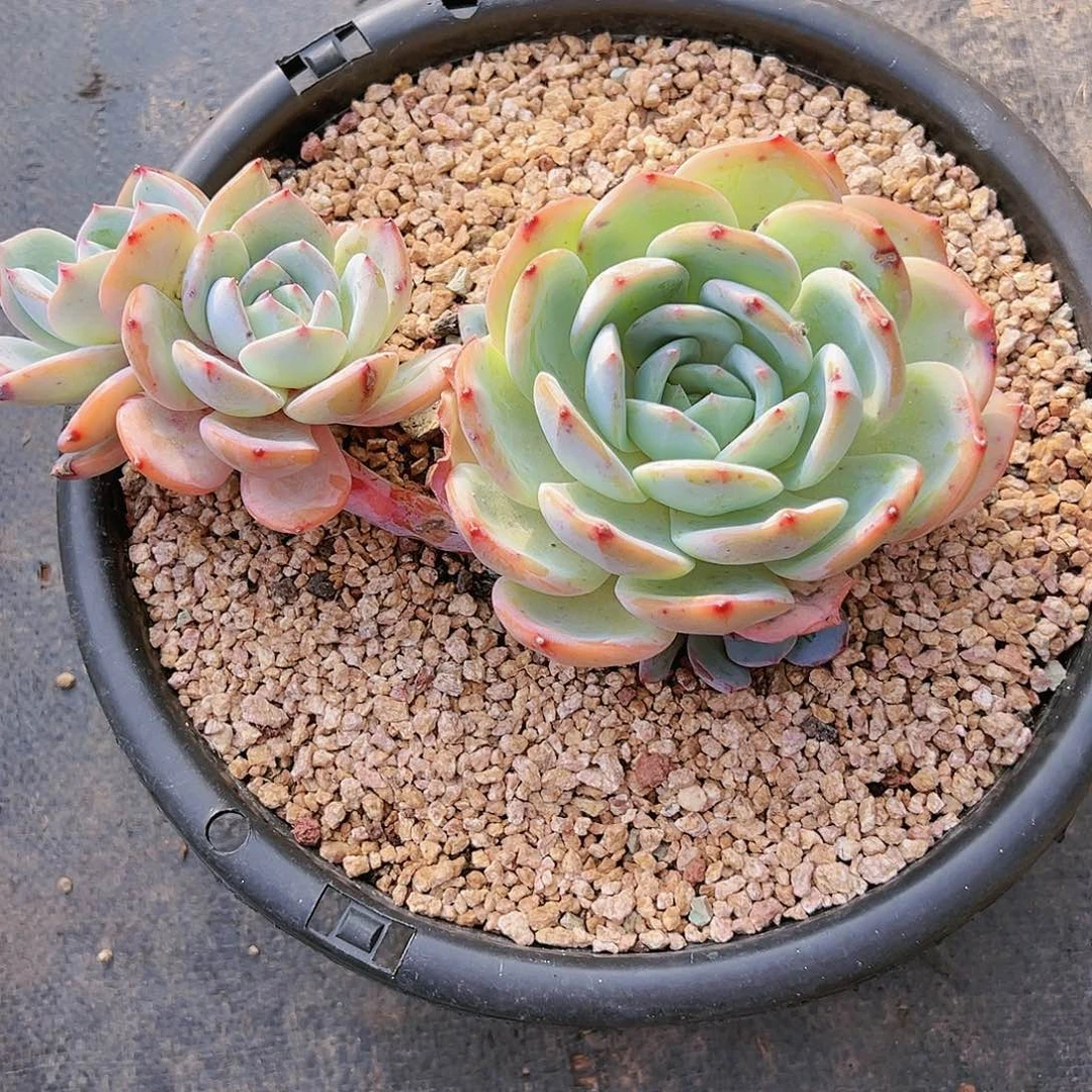 让****儿凤橙凤橙凤橙凤橙