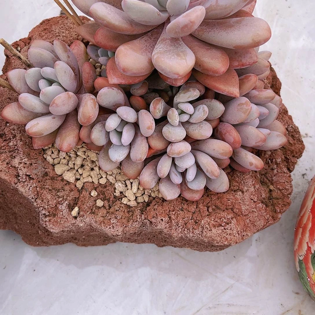 ?*好粉兔粉兔粉兔粉兔粉兔