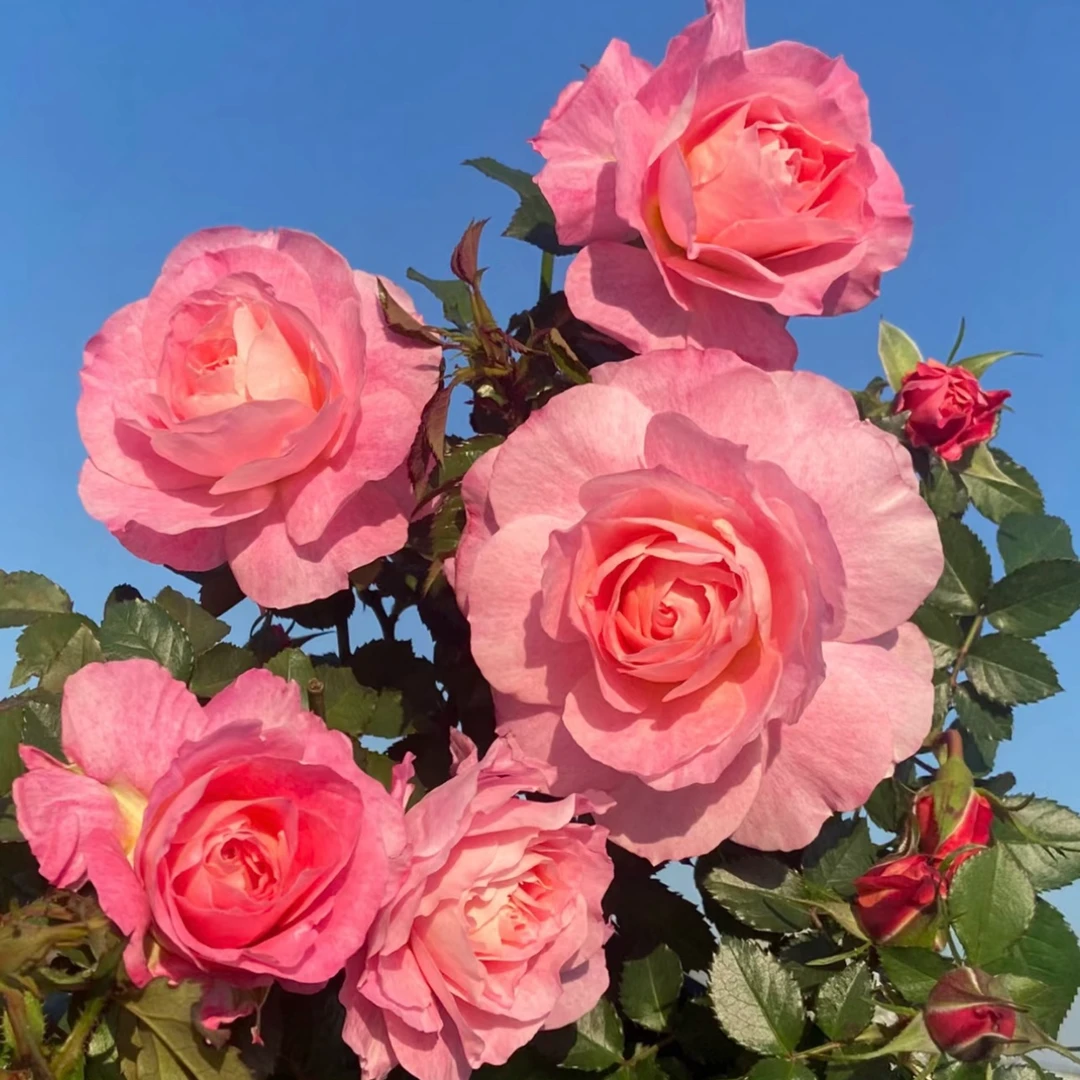 180盆【海神王】多颗 月季云南盆栽原盆原土带花苞发货好养