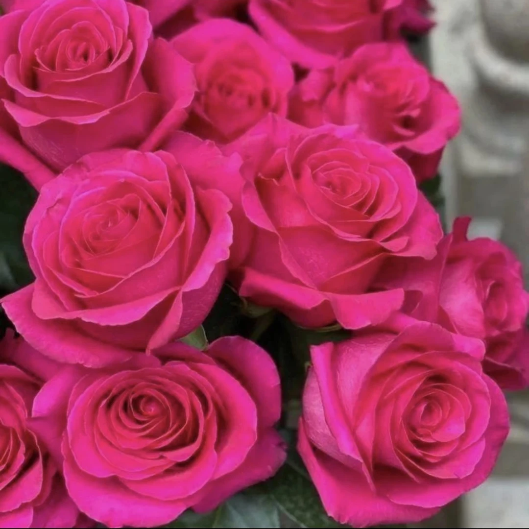 香奈儿180大盆云南月季盆栽原盆原土带花苞发货室内好养阳台