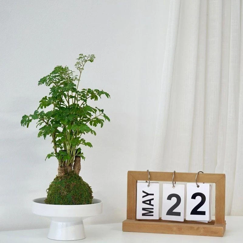 羽叶福禄桐苔藓球|净化空气办公室桌面植物吸甲醛福禄桐