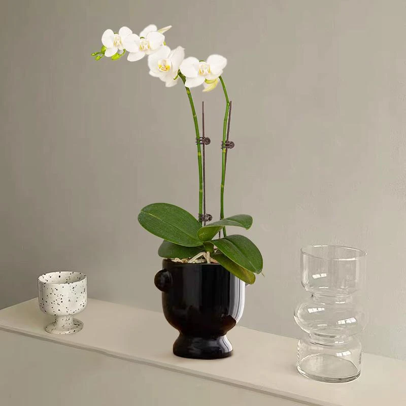 白色蝴蝶兰年宵花兰花室内绿植花卉带花苞耐寒四季好养活桌面植物