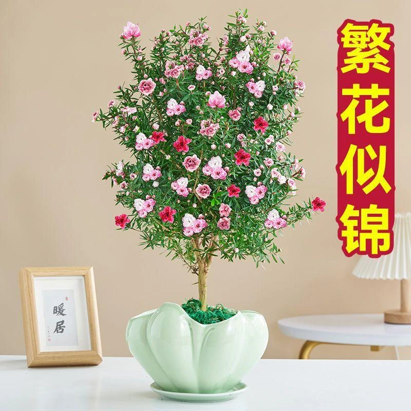 松红梅盆栽带花苞大苗多色花卉植物室内阳台耐热绿植好养四季开花