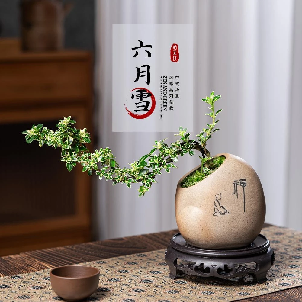 悬崖六月雪盆景植物盆栽室内花卉小绿植摆件桌面茶几造型老桩开花
