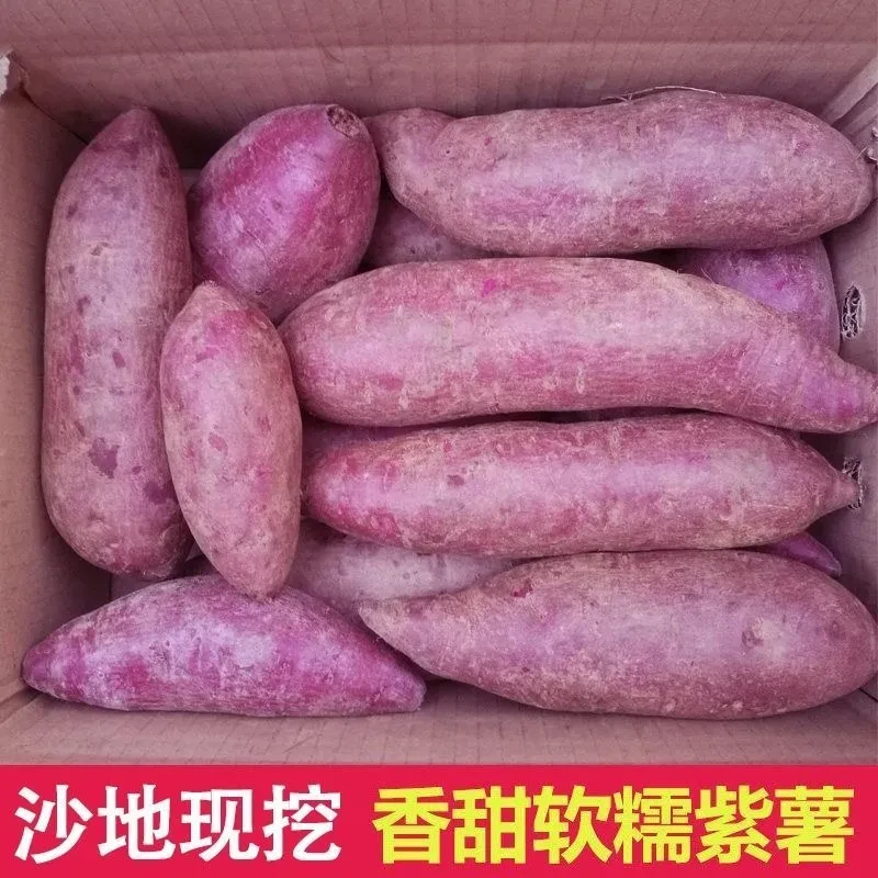 【整箱5斤】新鲜现挖沙地紫薯紫罗兰紫薯产地直发甜糯带箱5斤红薯