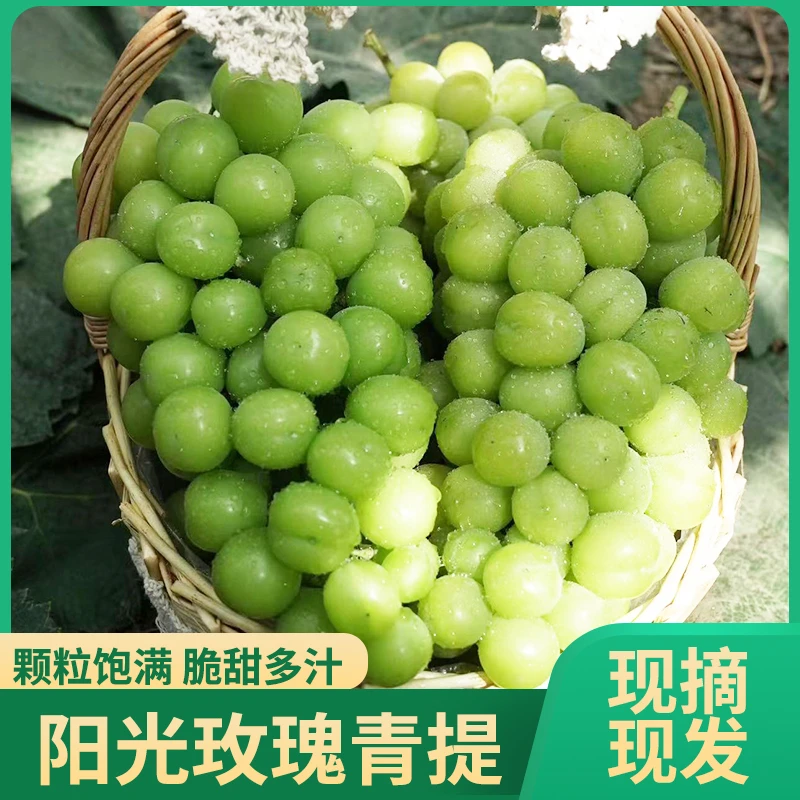阳光玫瑰晴王葡萄水果新鲜当季无籽冰糖心现摘发整箱气袋包装顺丰