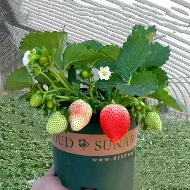 草莓苗原盆原土带花带果四季室内外南北方盆栽植物【1.0大加仑盆】