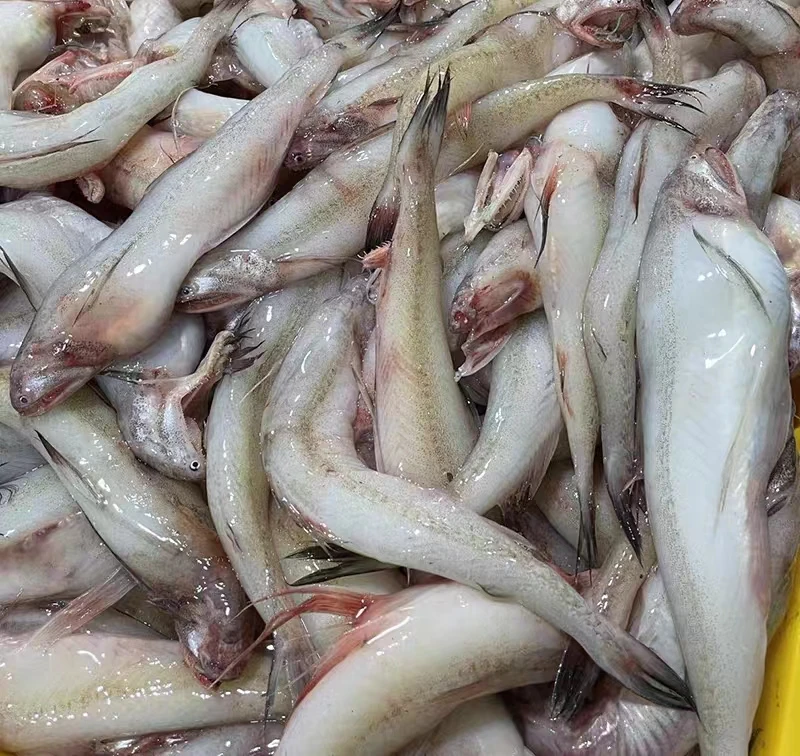 广东汕尾本港应季龙头鱼豆腐鱼九肚鱼