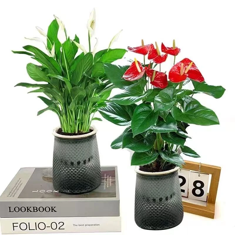 【红掌+白掌】红掌白掌盆栽室内客厅一帆风顺开花水培网红款