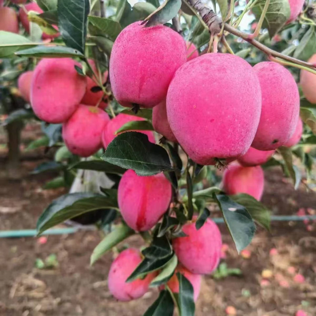 东北鸡心果顺丰大果现摘现发甜脆多汁酸甜可口