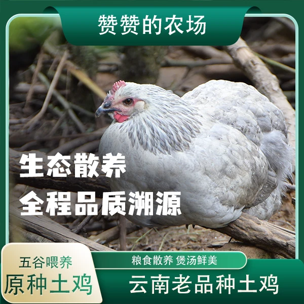 【云南散养土鸡母鸡】高山养殖8个月以上 现杀现发