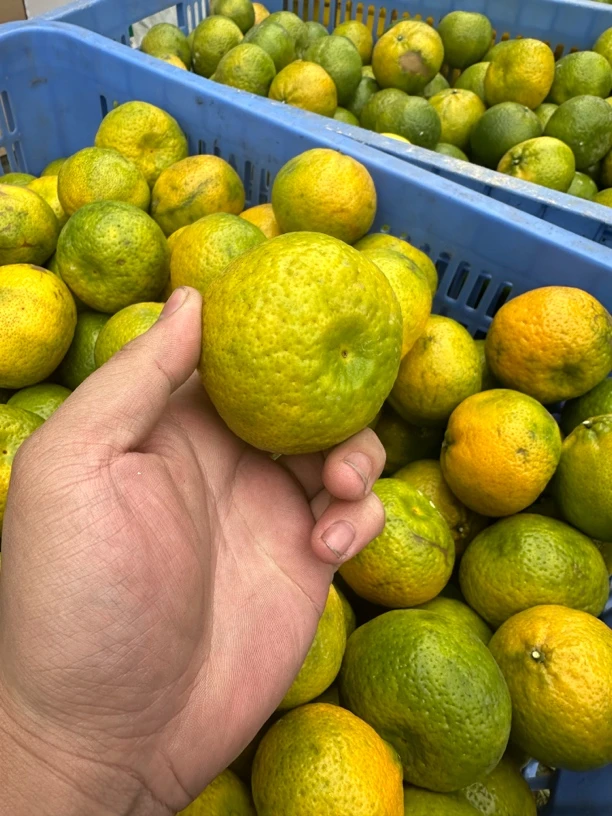 【好果出好皮】十年老树东甲牛比 好老树出好皮 收藏甄选 新会陈皮