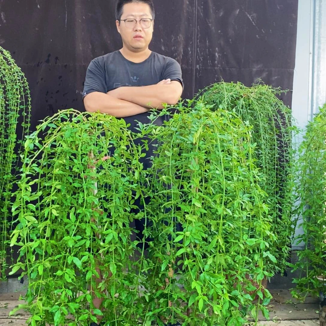 探春花，两颗，一物一拍
