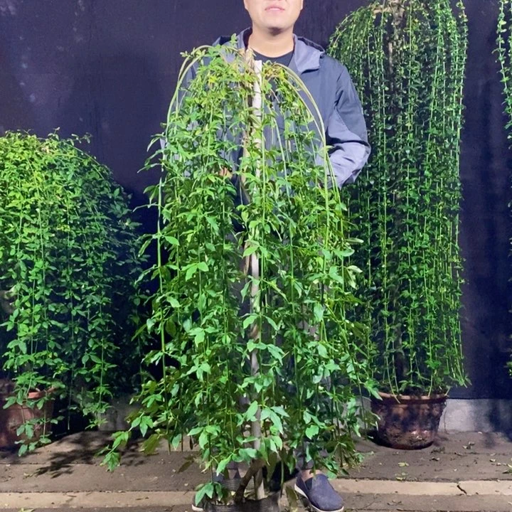 探春花,高度1.3米