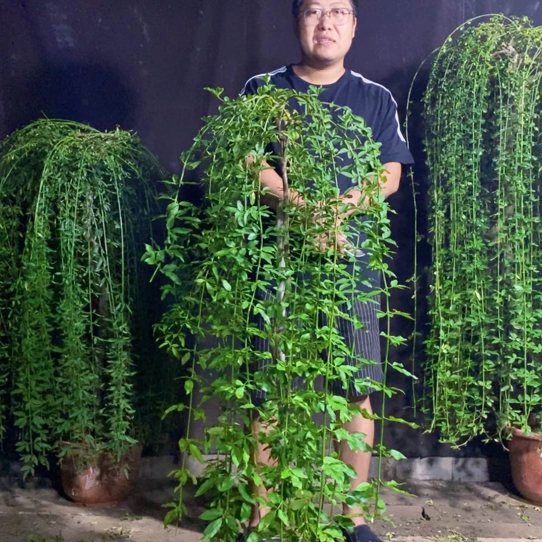 探春花，高度1.3米左右