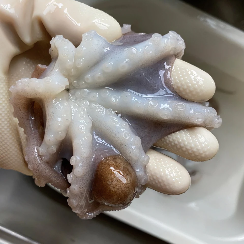 新鲜短腿八带 八爪鱼  青岛发货 顺丰包邮八爪鱼八爪鱼