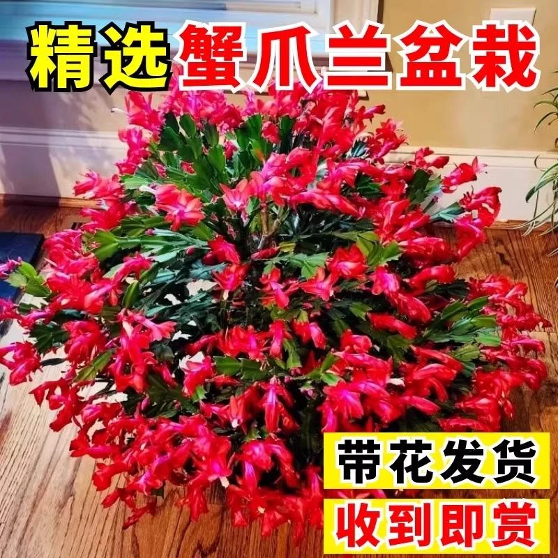 蟹爪兰盆栽带花苞嫁接重瓣双层仙人指新品阳台花卉绿植物室内花苗