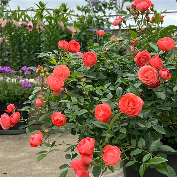 四季橙木香花苗多花红木香爬藤蔷薇藤本月季植物庭院阳台花卉抗病