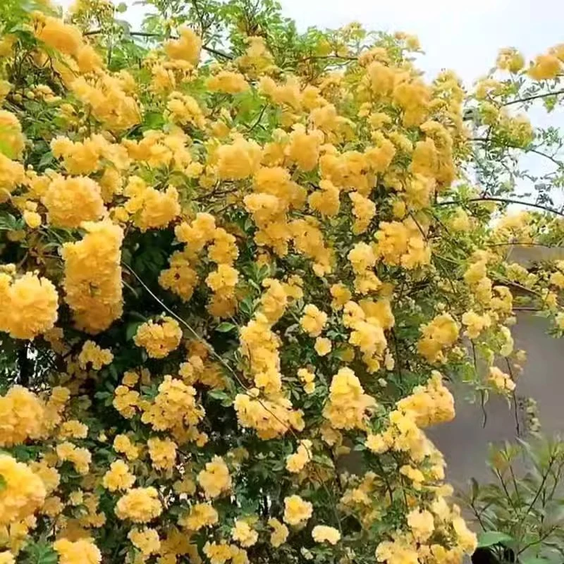 黄木香花苗爬藤植物红木香白木香树苗带花苞浓香型花卉七里香盆栽