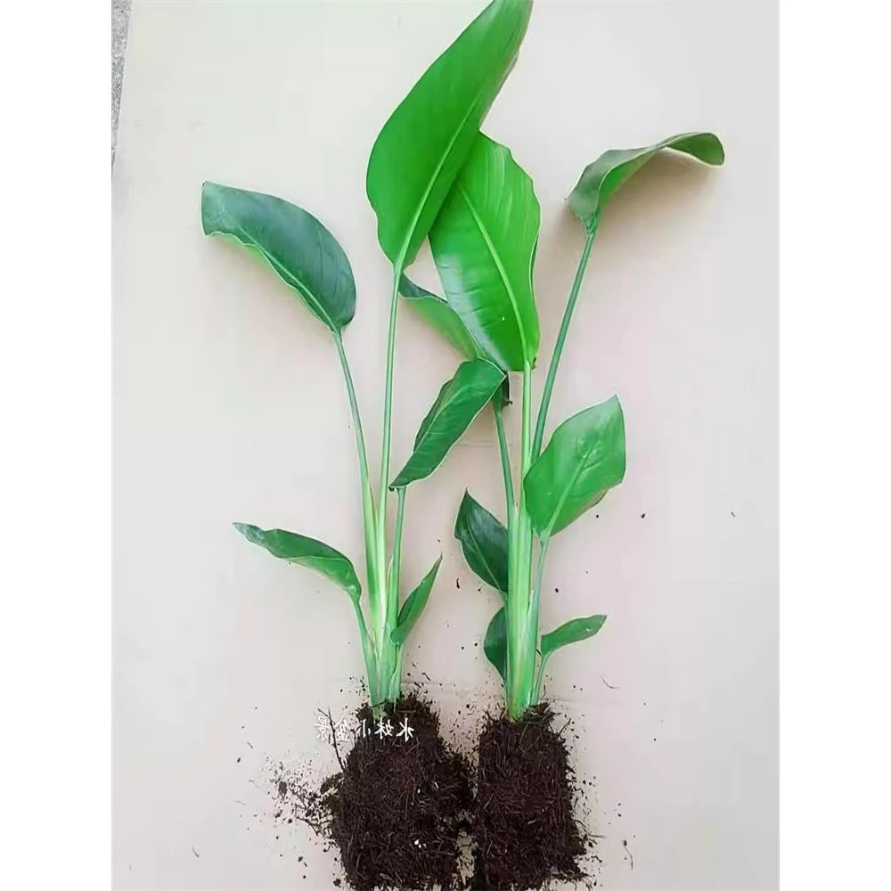 天堂鸟盆栽 室内耐寒植物 大型客厅落地喜阴新奇观叶四季常青绿植