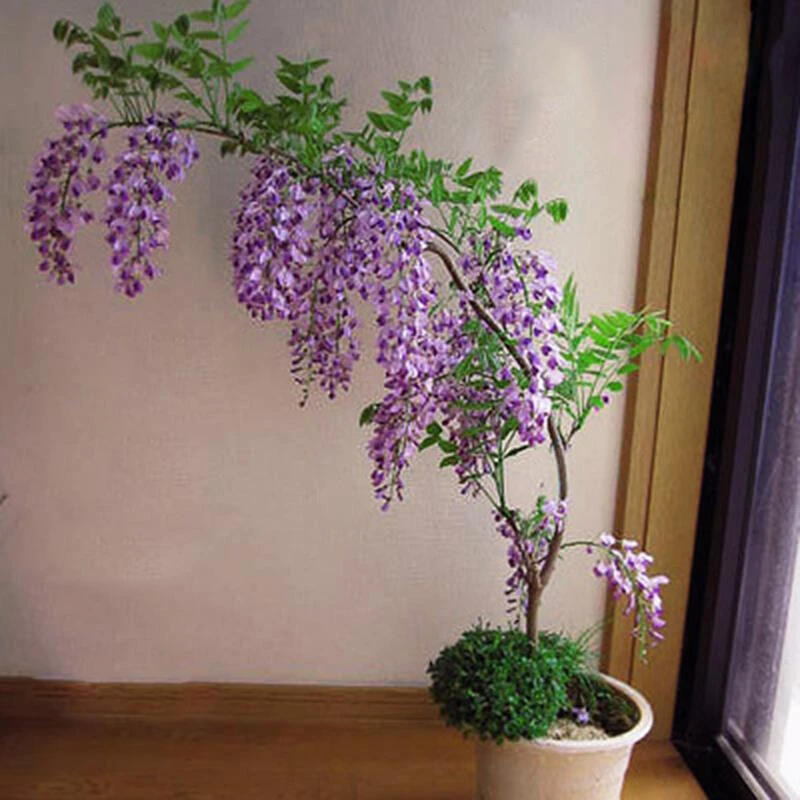 紫藤花树苗爬藤植物多花庭院楼顶公园围墙绿植花卉长穗藤本绿植物