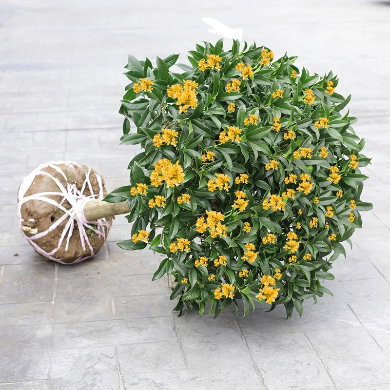 桂花树苗四季桂盆栽八月桂花苗丹桂开花花卉植物花期市场基地精品
