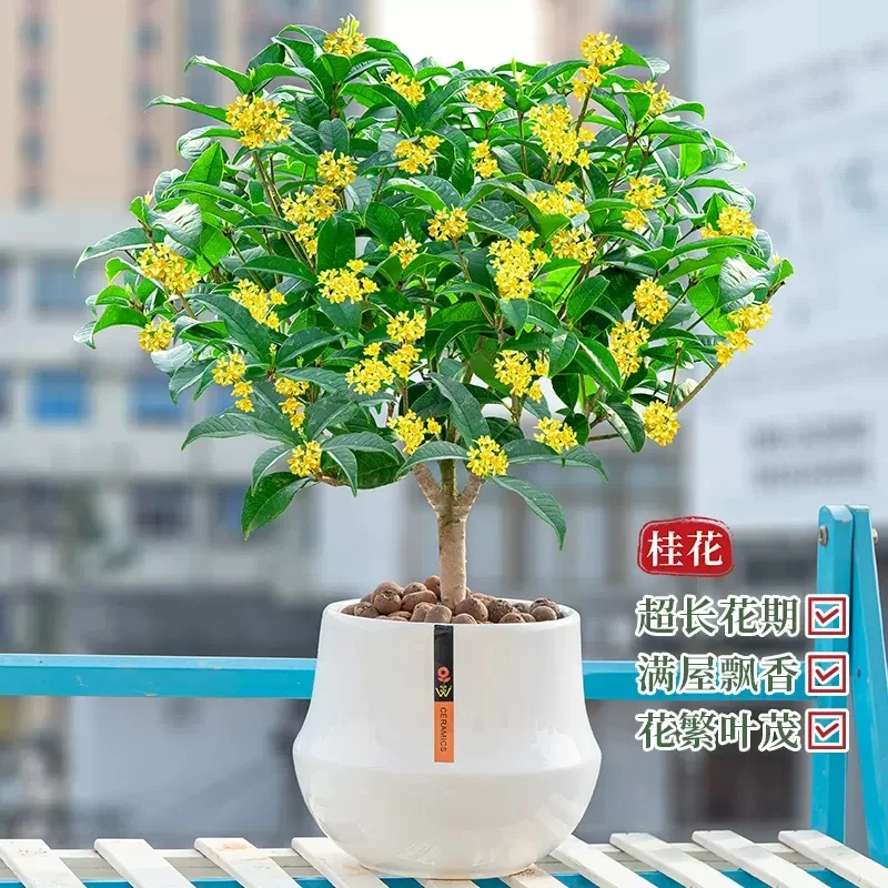 桂花树苗盆栽植物四季开花浓香室内阳台庭院好养活浓香型花卉月桂