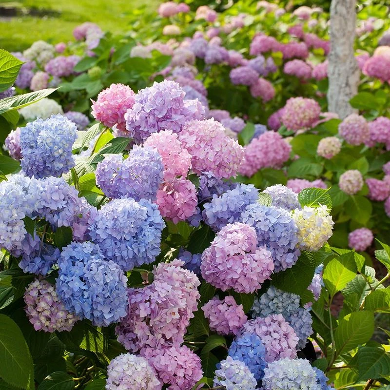 绣球花苗无尽夏四季开花绣球花盆栽带花庭院花卉室内植物花带花苞