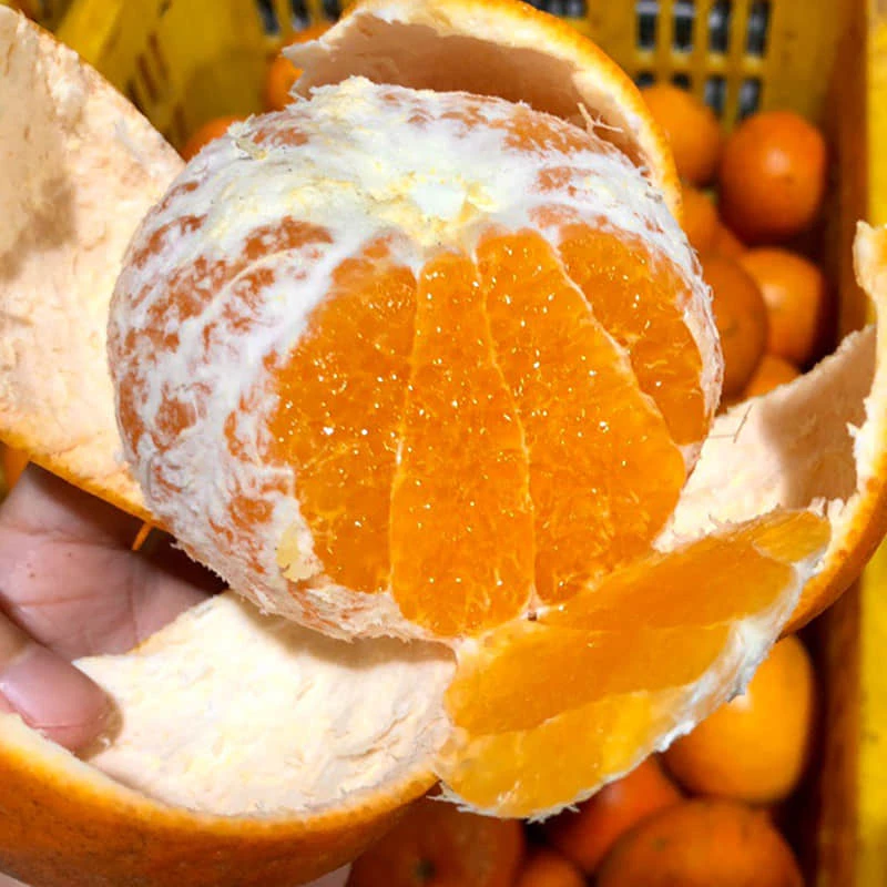 广西沃柑一级纯甜新鲜水果柑橘3/5/8斤整箱发货