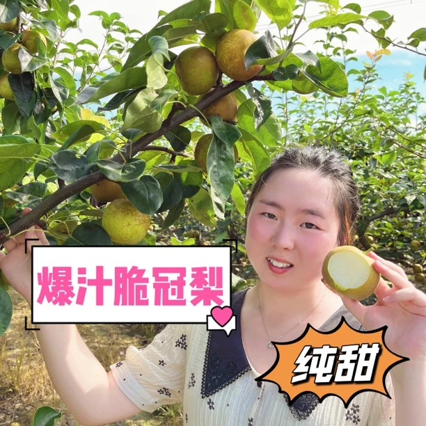 湖北翠冠梨沙梨孕妇老人小孩新鲜水果5斤中通包邮