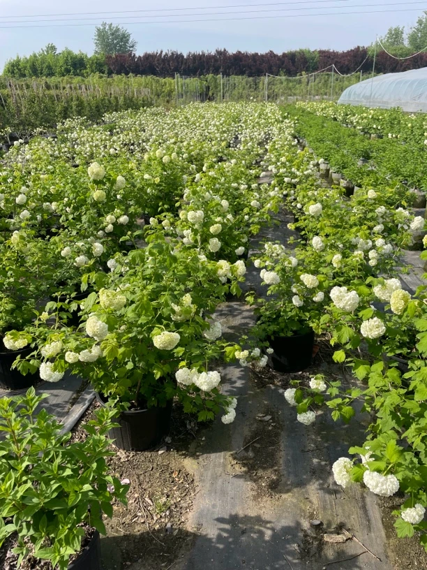 欧洲玫瑰木绣球盆栽地栽庭院观花多年生植物南北方适合种植