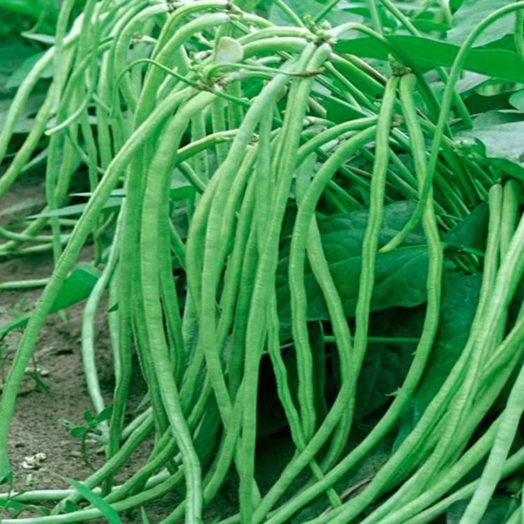不搭架豆角种子一年四季菜种子四季播种抗病生长阳台花盆种植蔬菜