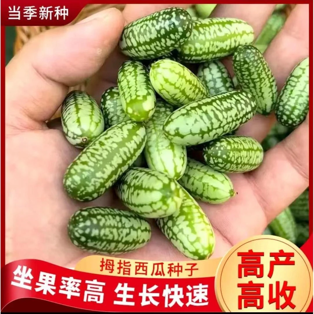 拇指西瓜种子小西瓜迷你蔬菜可吃四季阳台种植小拇指西瓜高产坐果