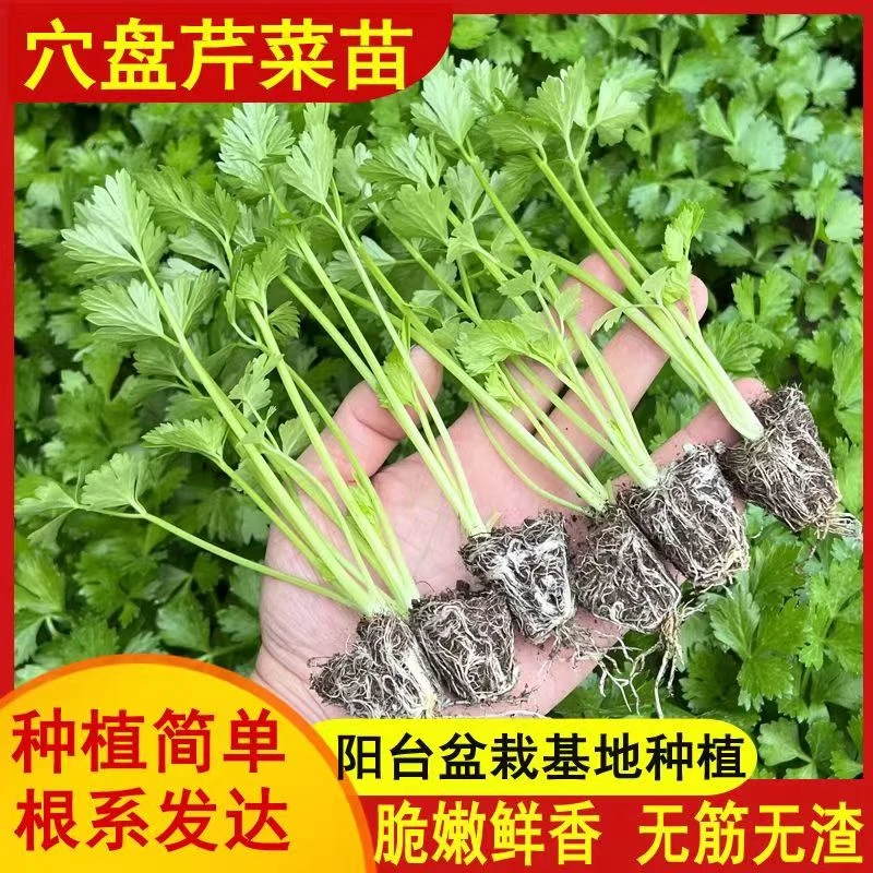 四季小香芹种苗山芹幼苗芹菜秧苗蔬菜苗西芹苗根盆栽阳台庭院播种