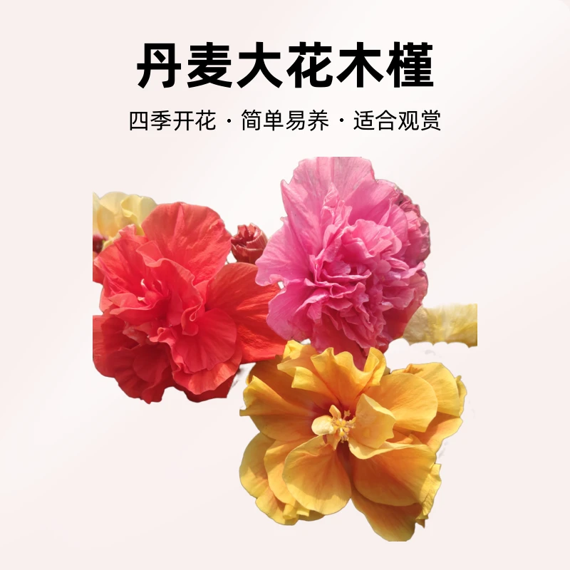 (海蓝蓝花卉)丹麦大花木槿多年生喜光四季开花绿植花卉批发