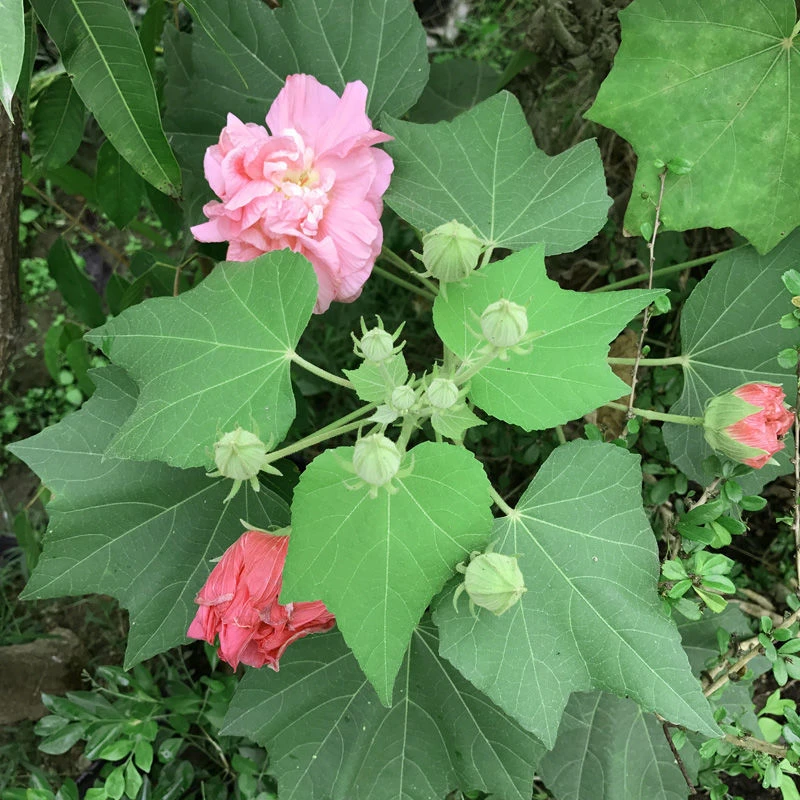 重瓣三醉芙蓉花苗秋冬开花庭院阳台芙蓉花盆栽变色拒霜花木芙蓉花