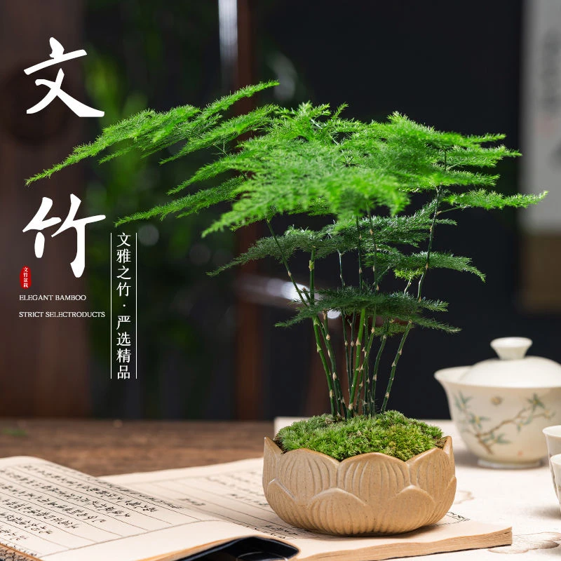 文竹盆栽植物室内客厅中式禅意盆景好养绿植办公室摆件高端赤楠