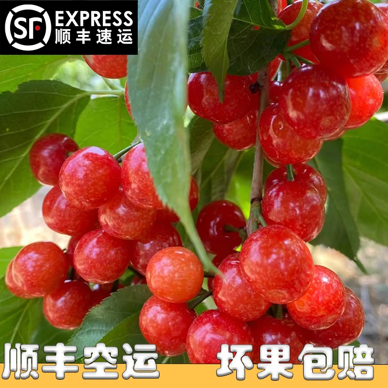 四川小樱桃国产现摘先发新鲜水果一整箱【顺丰空运】【坏果包赔】