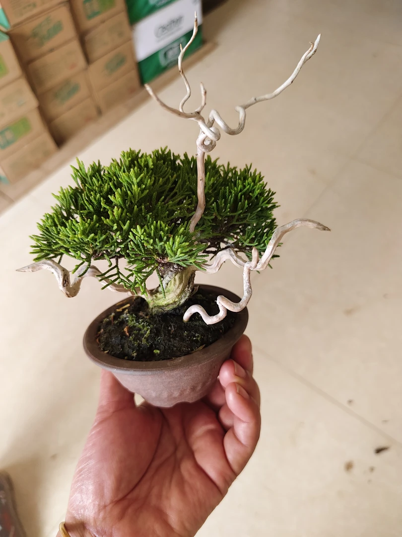 黑松四季长青不落叶