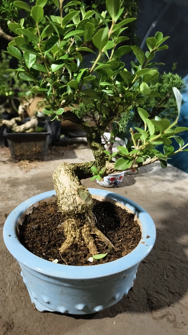 白皮瓜子黄杨四季长青